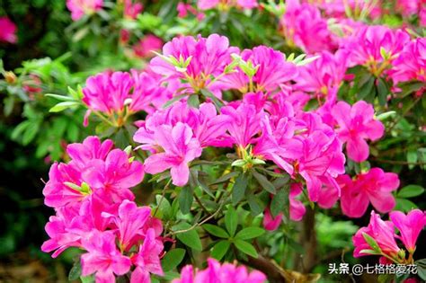 白色杜鵑花花語|杜鵑花花語：永遠屬於你,愛的喜悅